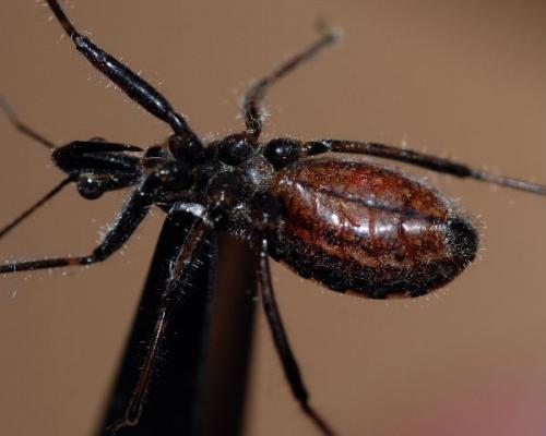Coranus woodroffei
