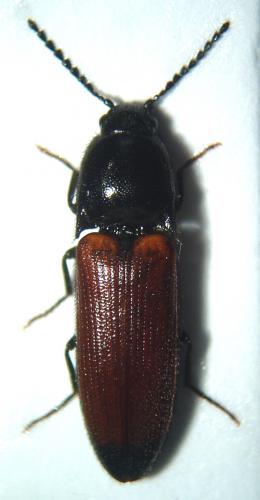 Ampedus sp.