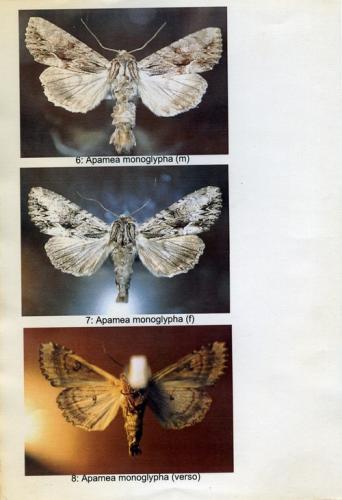Réf. 38 228 : Apamea monoglypha