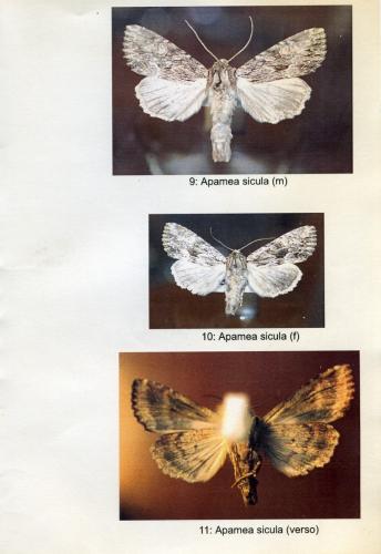Apamea syriaca