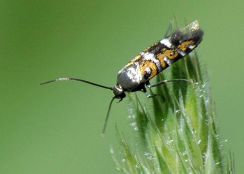 Réf. 38 611 : Heliodines roesella