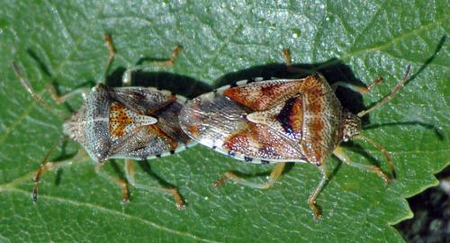 Réf. 38 143 : Elasmucha grisea