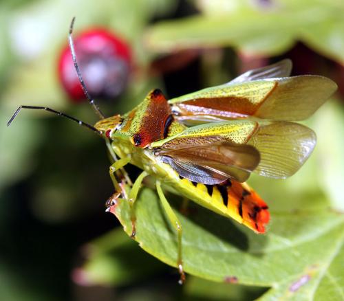 Acanthosoma haemorrhoidale haemorrhoidale
