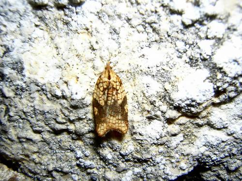 Acleris rhombana