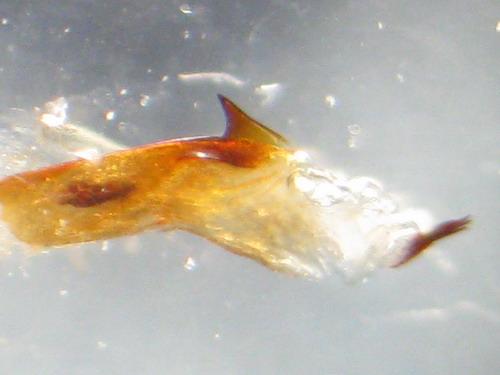 Réf. 38 071 : Conisania luteago