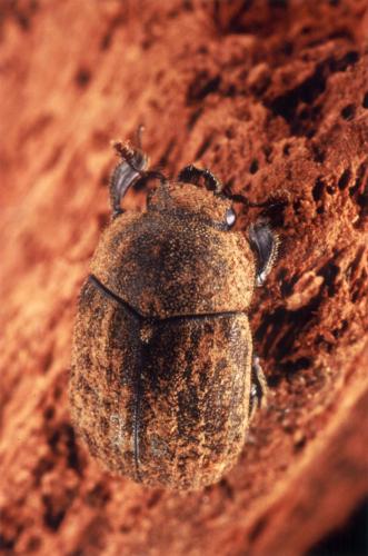 Aesalus scarabaeoides