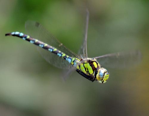 Aeshna cyanea