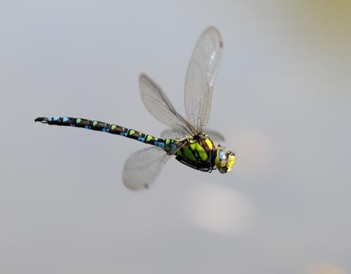 Aeshna cyanea