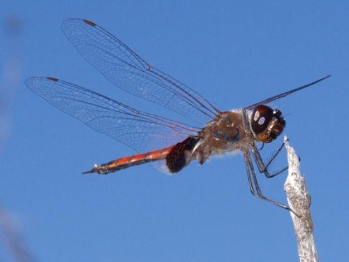 Réf. 38 001 : Tramea sp.
