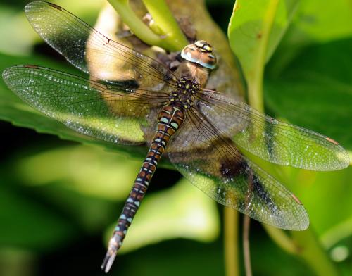 Aeshna mixta