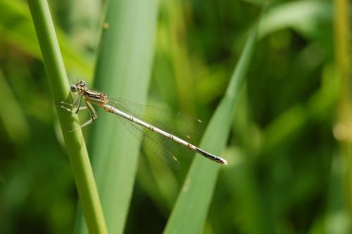 Platycnemis pennipes