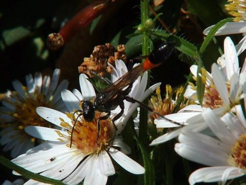 Ammophila sp.