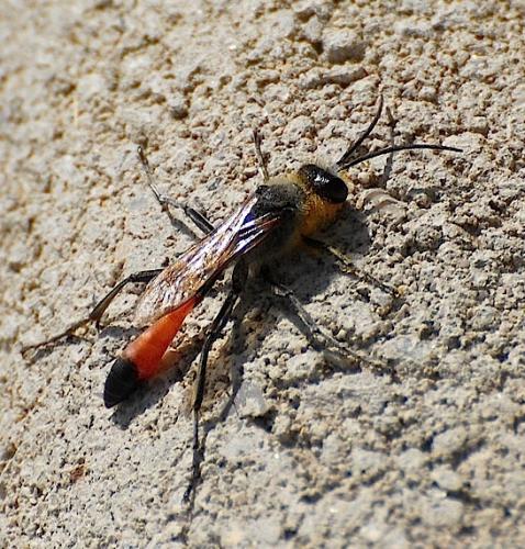 Ammophila sp.