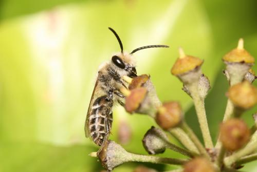 Colletes sp.