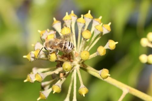 Colletes sp.