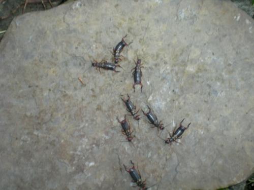Anechura bipunctata
