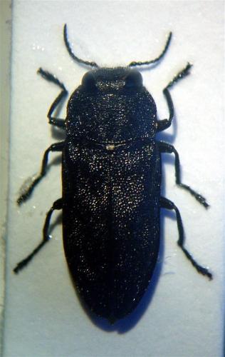 Réf. 38 183 : Anthaxia morio