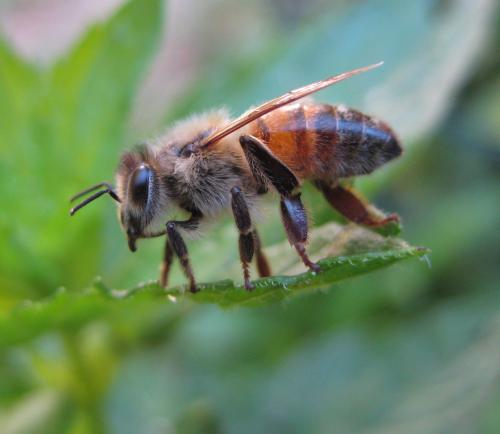 Réf. 38 398 : Apis mellifera