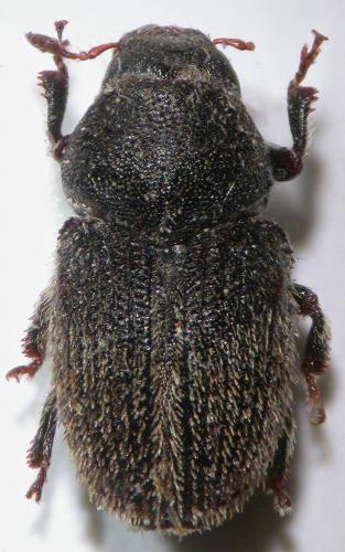 Réf. 38 687 : Hylesinus toranio