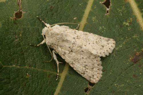 Aporophyla canescens