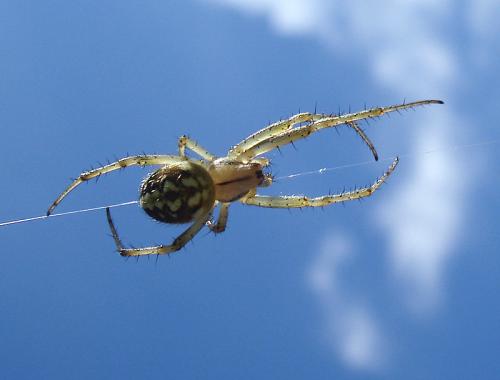 Réf. 38 903 : Neoscona adianta