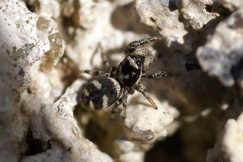 Salticus scenicus