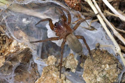 Réf. 38 784 : Drassodes sp.