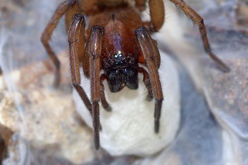 Réf. 38 797 : Drassodes sp.