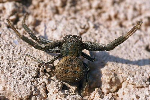 Réf. 38 612 : Xysticus sp.
