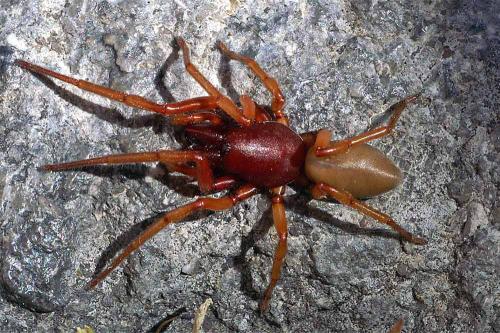 Réf. 38 573 : Dysdera sp.