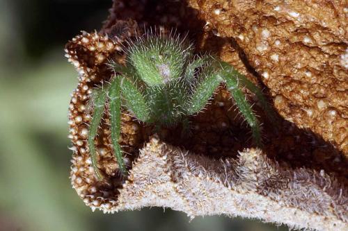 Heriaeus sp.