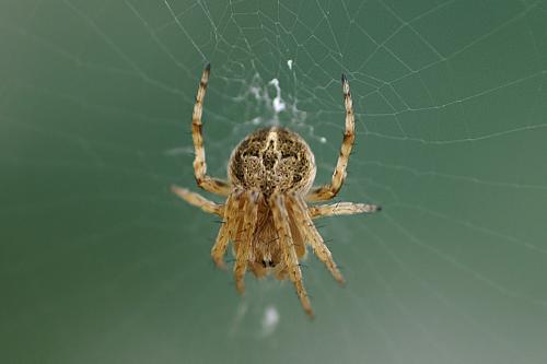 Agalenatea redii
