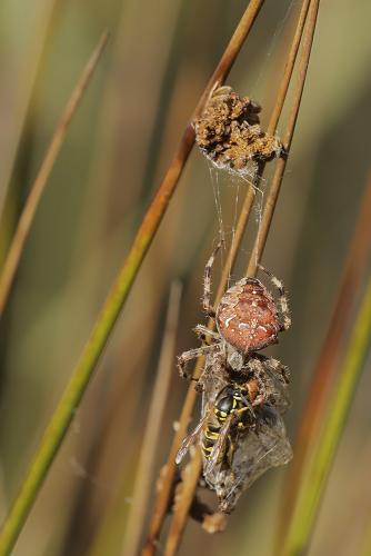 Araneus diadematus