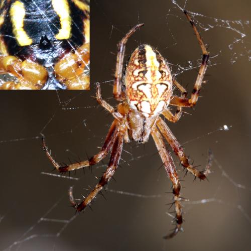 Neoscona byzanthina