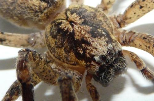 Zoropsis spinimana