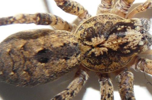 Zoropsis spinimana