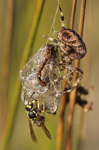 Araneus diadematus