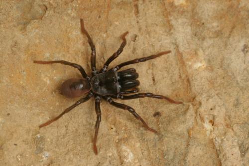 Atypus sp.
