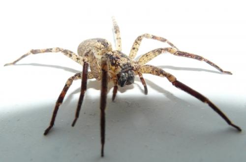 Zoropsis spinimana