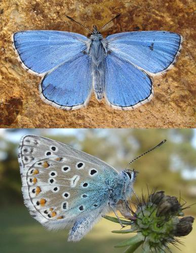 Polyommatus bellargus