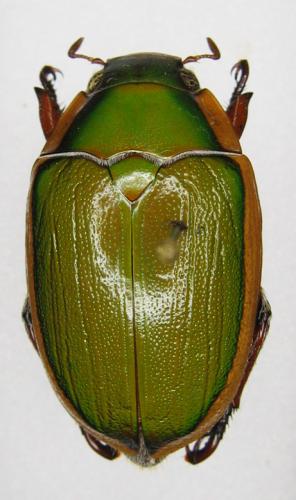 Calloodes grayianus