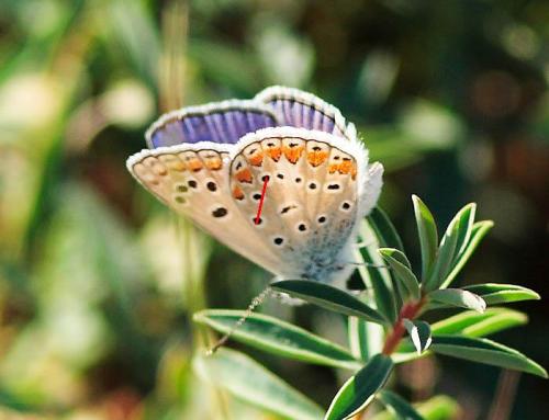 Polyommatus sp.