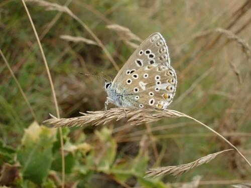 Polyommatus bellargus