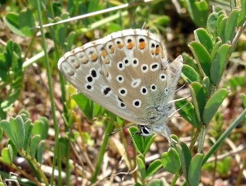 Polyommatus bellargus