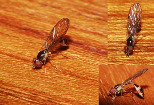 Baccha elongata