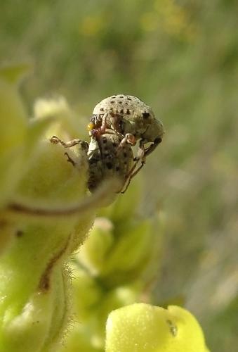 Réf. 38 789 : Cionus sp.