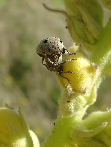 Réf. 38 819 : Cionus sp.