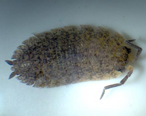 Porcellio scaber