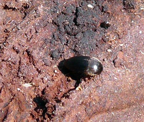 Nycteus meridionalis