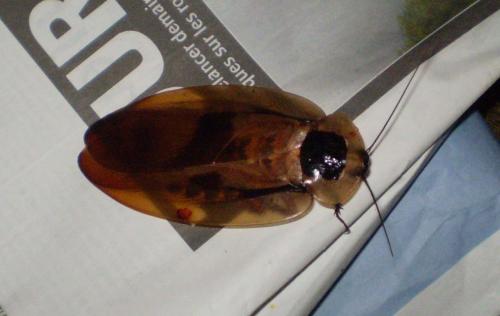 Blaberus sp.